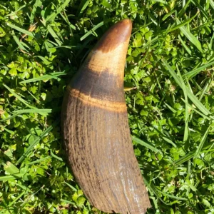 Whale Tooth ivory