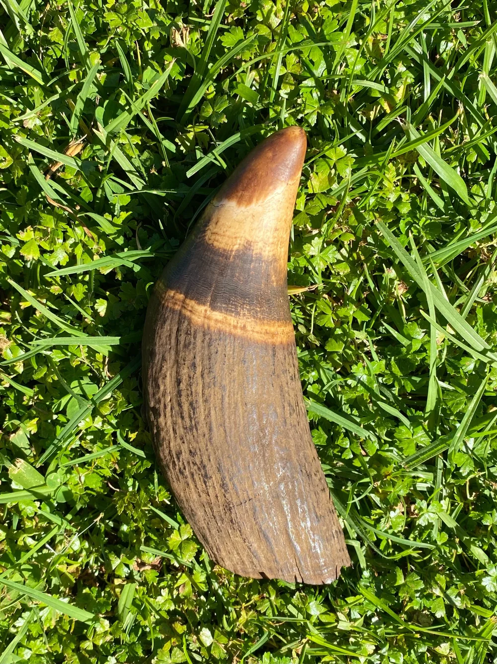 2758B6BC-2FEE-440A-B477-E589932DD4DB Whale Tooth ivory