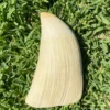 Genuine Sperm Whale Ivory Tooth