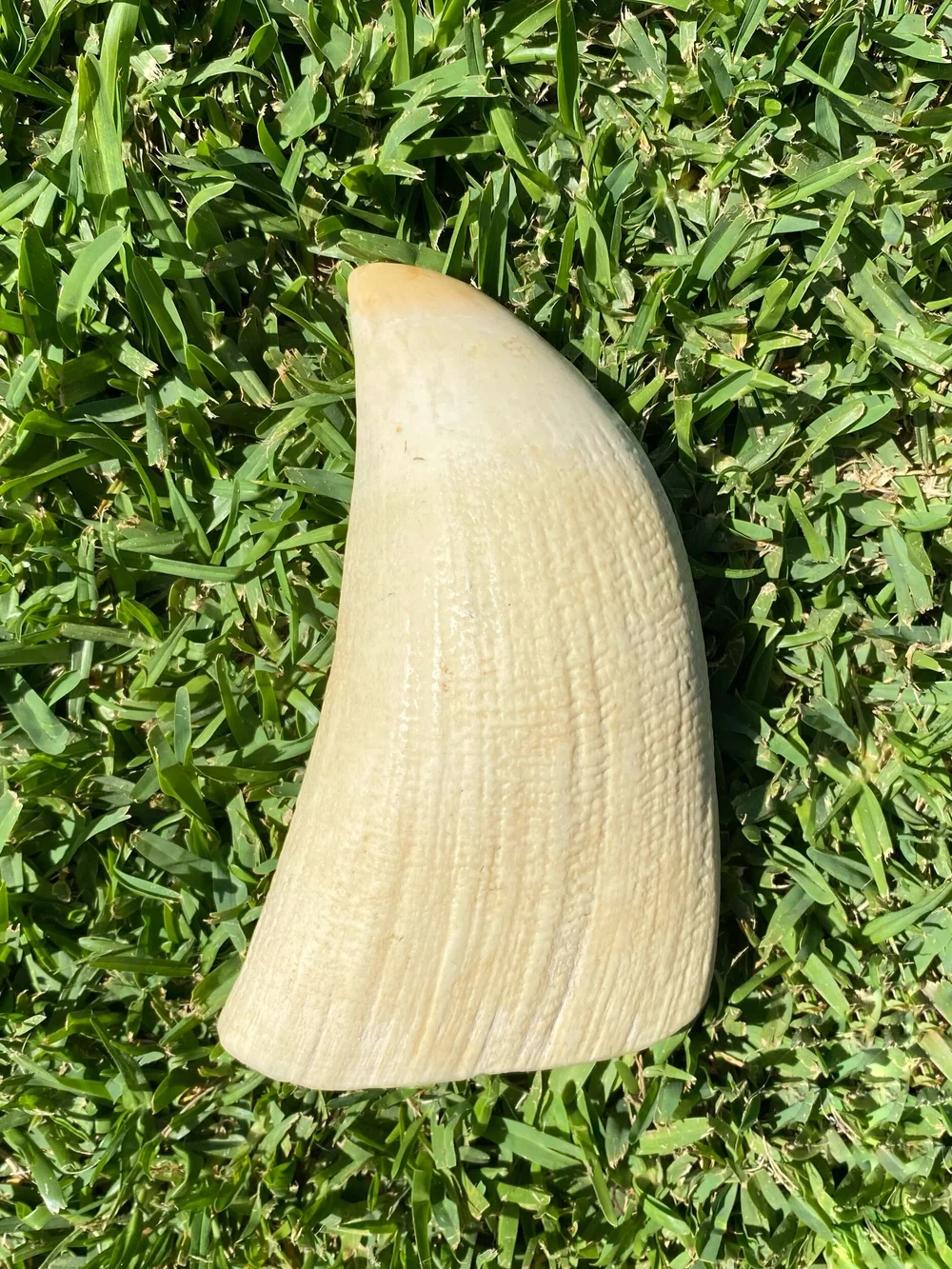 35696224-192A-4430-B7F4-4EF081B3DF29 Genuine Sperm Whale Ivory Tooth