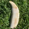 Antique Sperm Whale Ivory