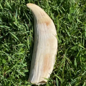 Antique Sperm Whale Ivory