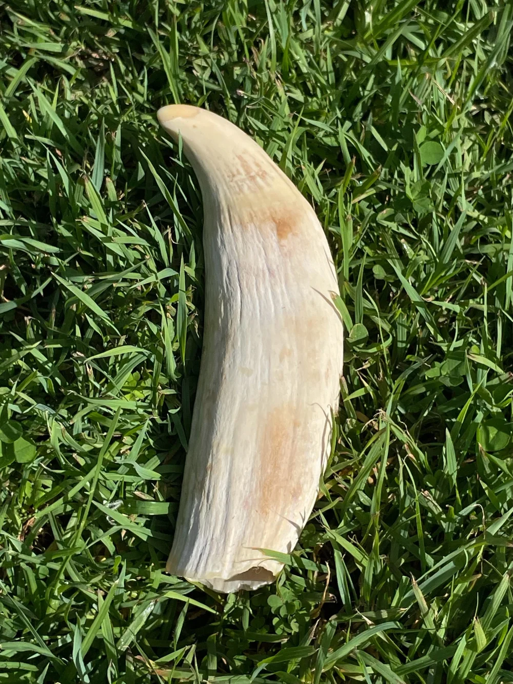 3E9F82CE-9378-4DEA-9CA8-25182B9C81EE Antique Sperm Whale Ivory