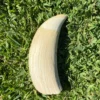 Antique Sperm Whale Tooth