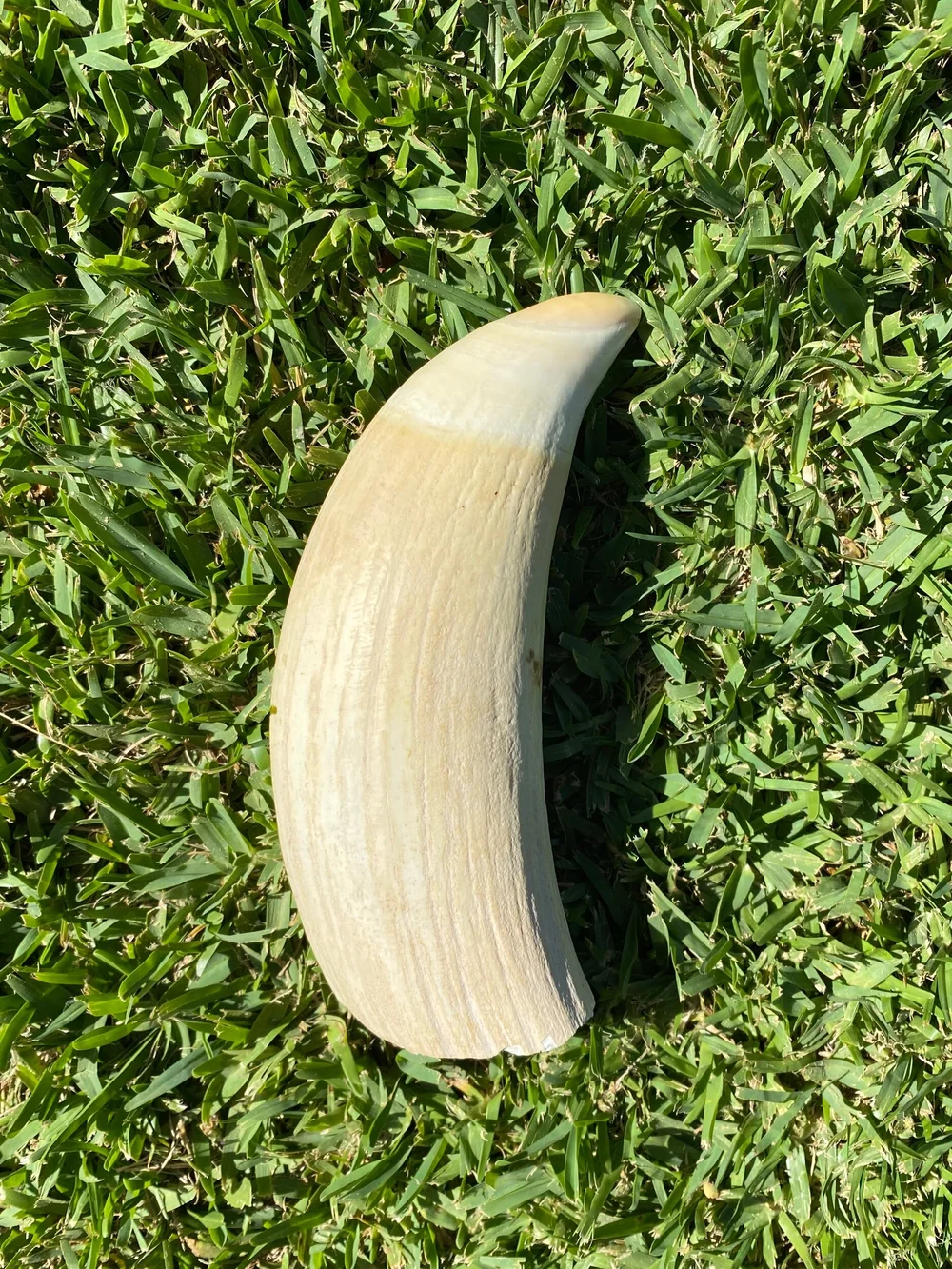 4931628A-2A6D-4B44-8D4A-41DD5D0FAB79 Antique Sperm Whale Tooth