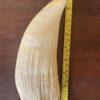 Vintage Sperm Whale Tooth