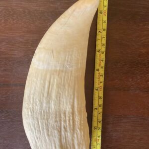Vintage Sperm Whale Tooth