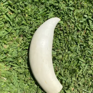 Sperm Whale Tooth Ivory