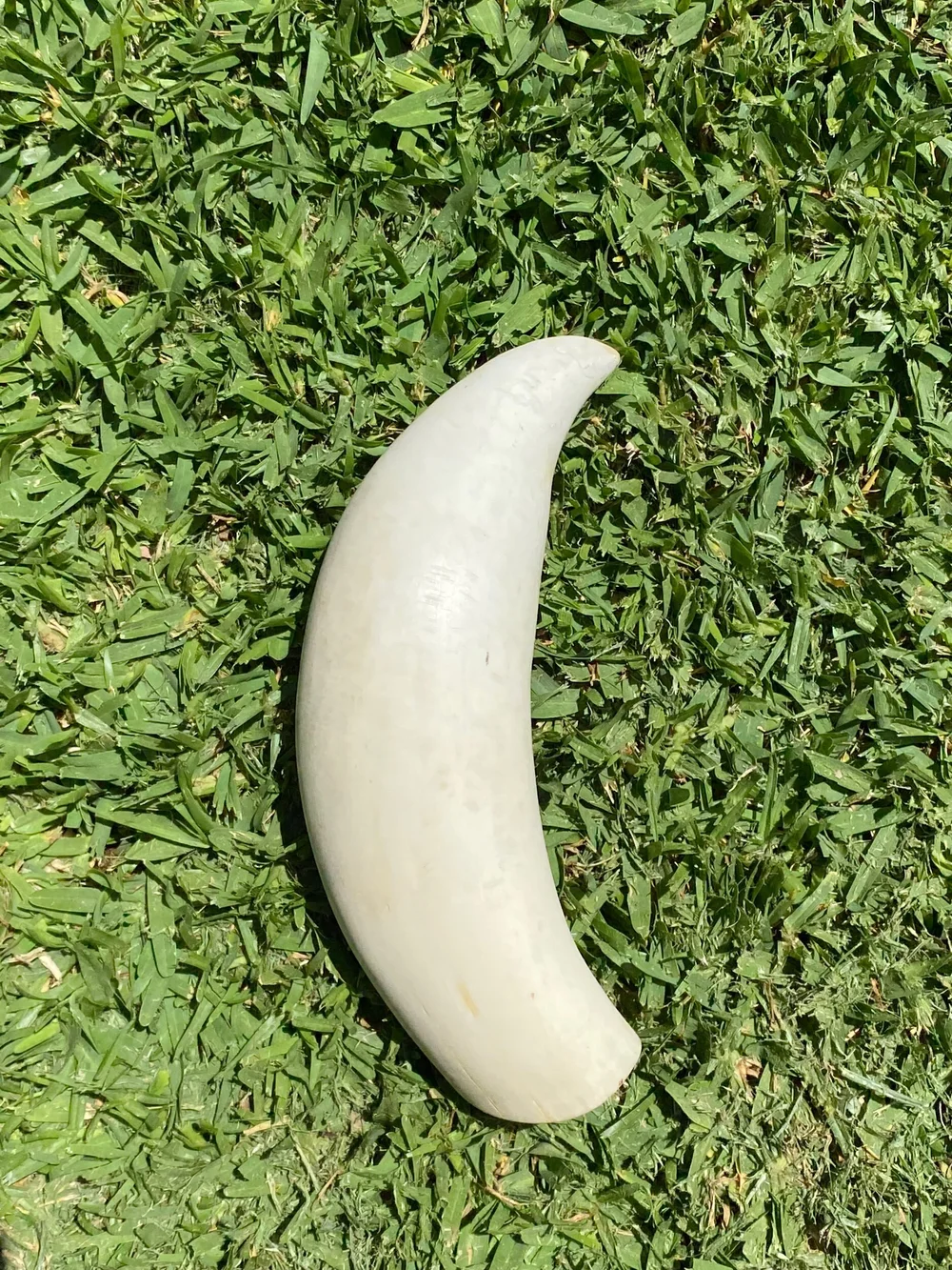5B03E698-729D-44CA-997E-BE5BA9666F40 Sperm Whale Tooth Ivory