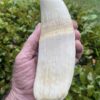 Massive Vintage Sperm Whale Tooth