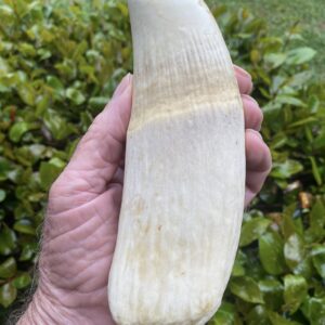 Massive Vintage Sperm Whale Tooth