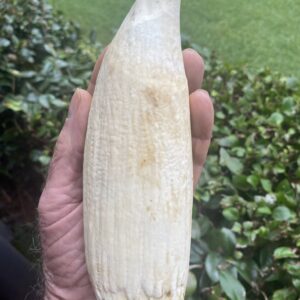 Sperm Whale