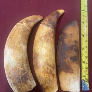 Sperm Whale Teeth