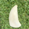 Vintage Sperm Whale Tooth