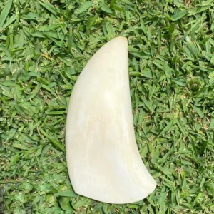 Vintage Sperm Whale Tooth
