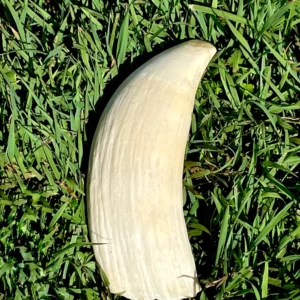 Cleaned Antique Sperm Whale Tooth