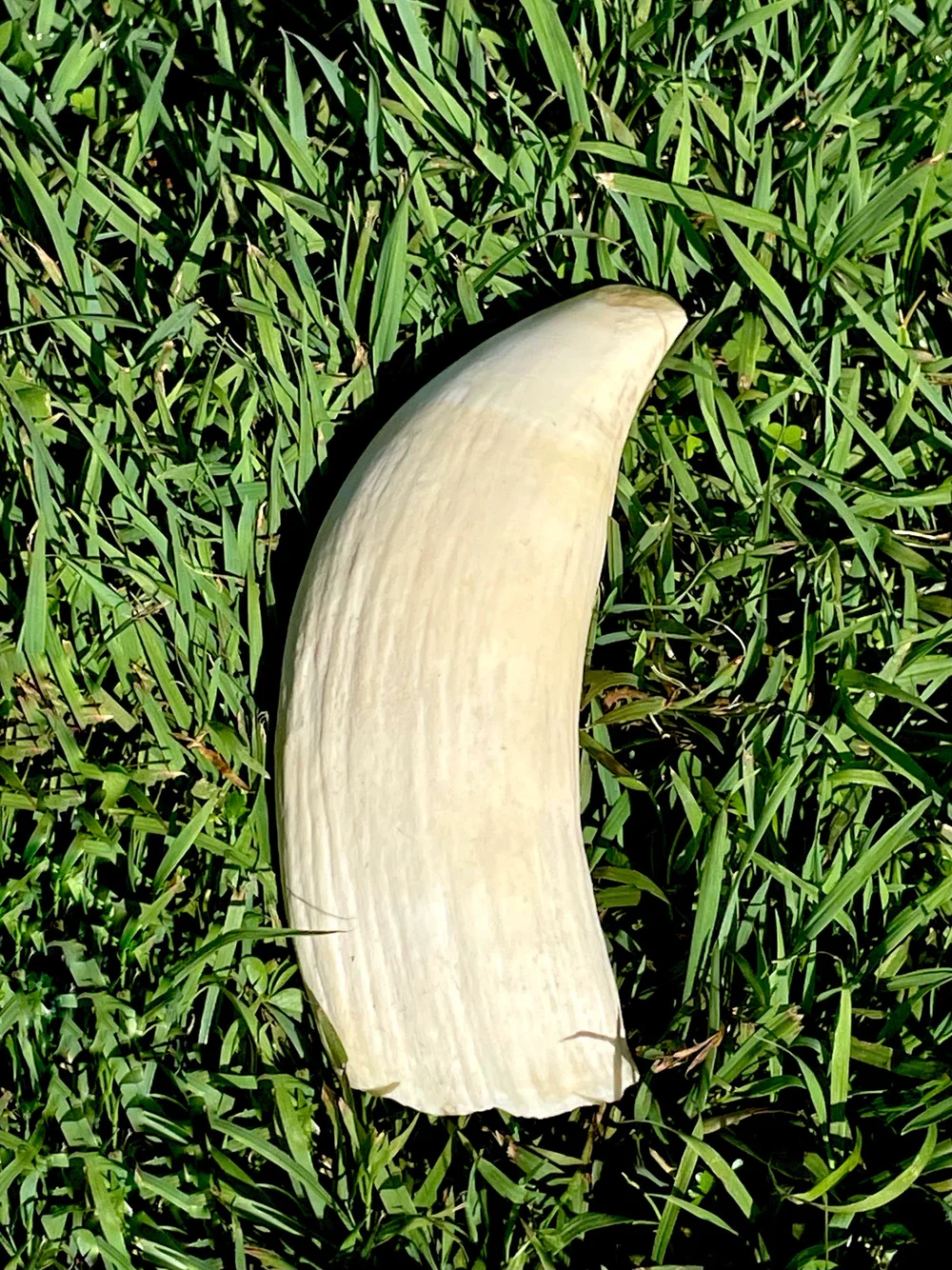 9E32D029-7F93-43E5-B7E5-5A55387B3E6E Cleaned Antique Sperm Whale Tooth