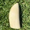 Sperm Whale Ivory