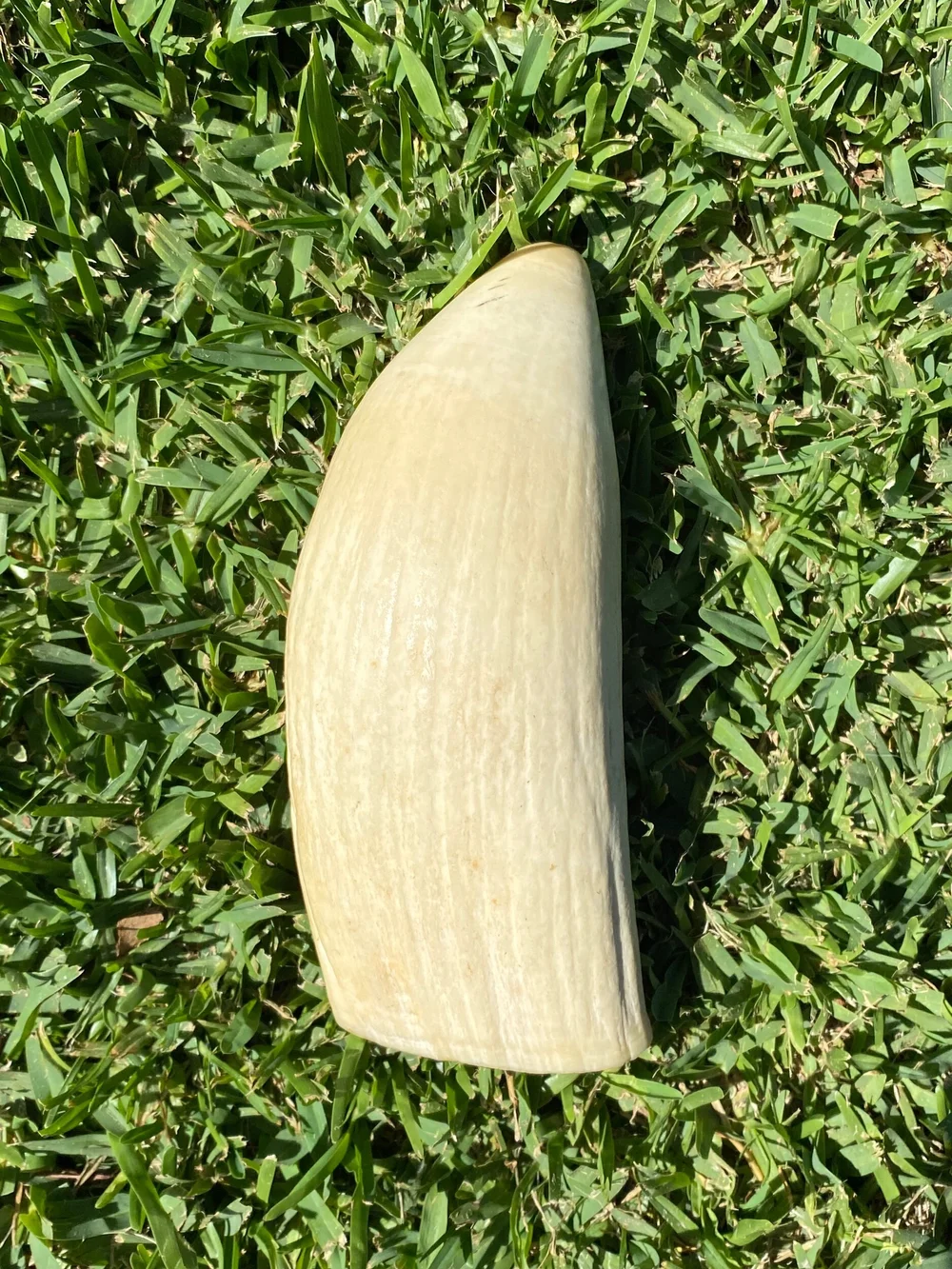 A16E1BCD-F75F-4DE2-813F-C3C5BBF1FF8B Sperm Whale Ivory