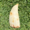 Sperm Whale