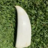 Polished Sperm Whale Tooth