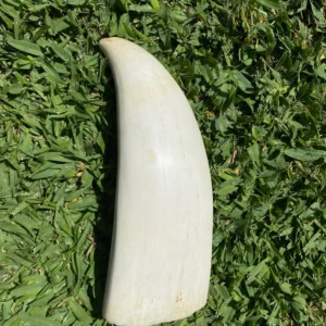 Polished Sperm Whale Tooth