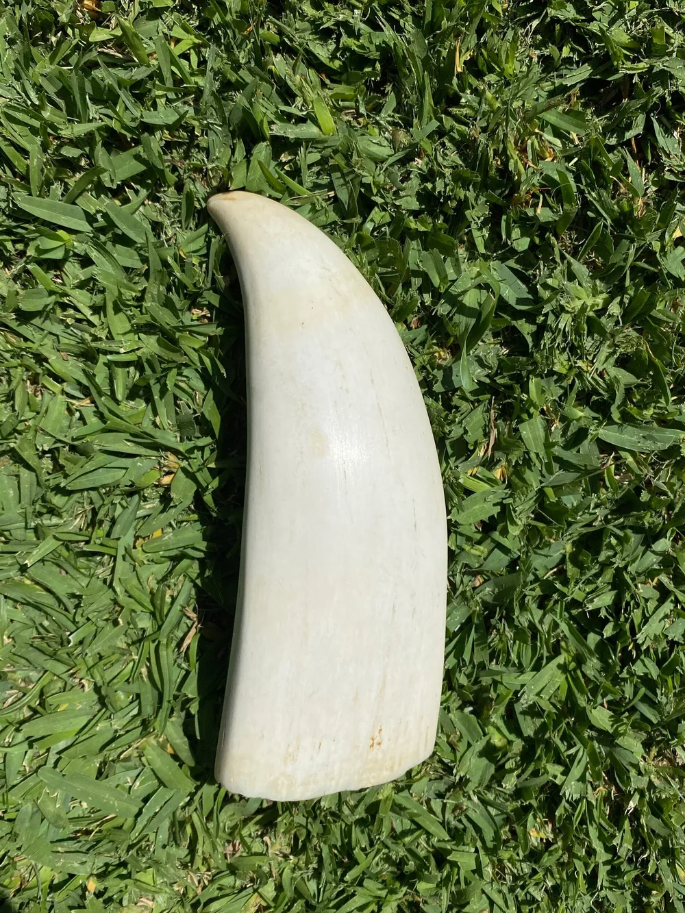 A482753B-21C3-4D7B-ADF8-A651961C57D4 Polished Sperm Whale Tooth