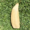 Antique Sperm Whale Tooth