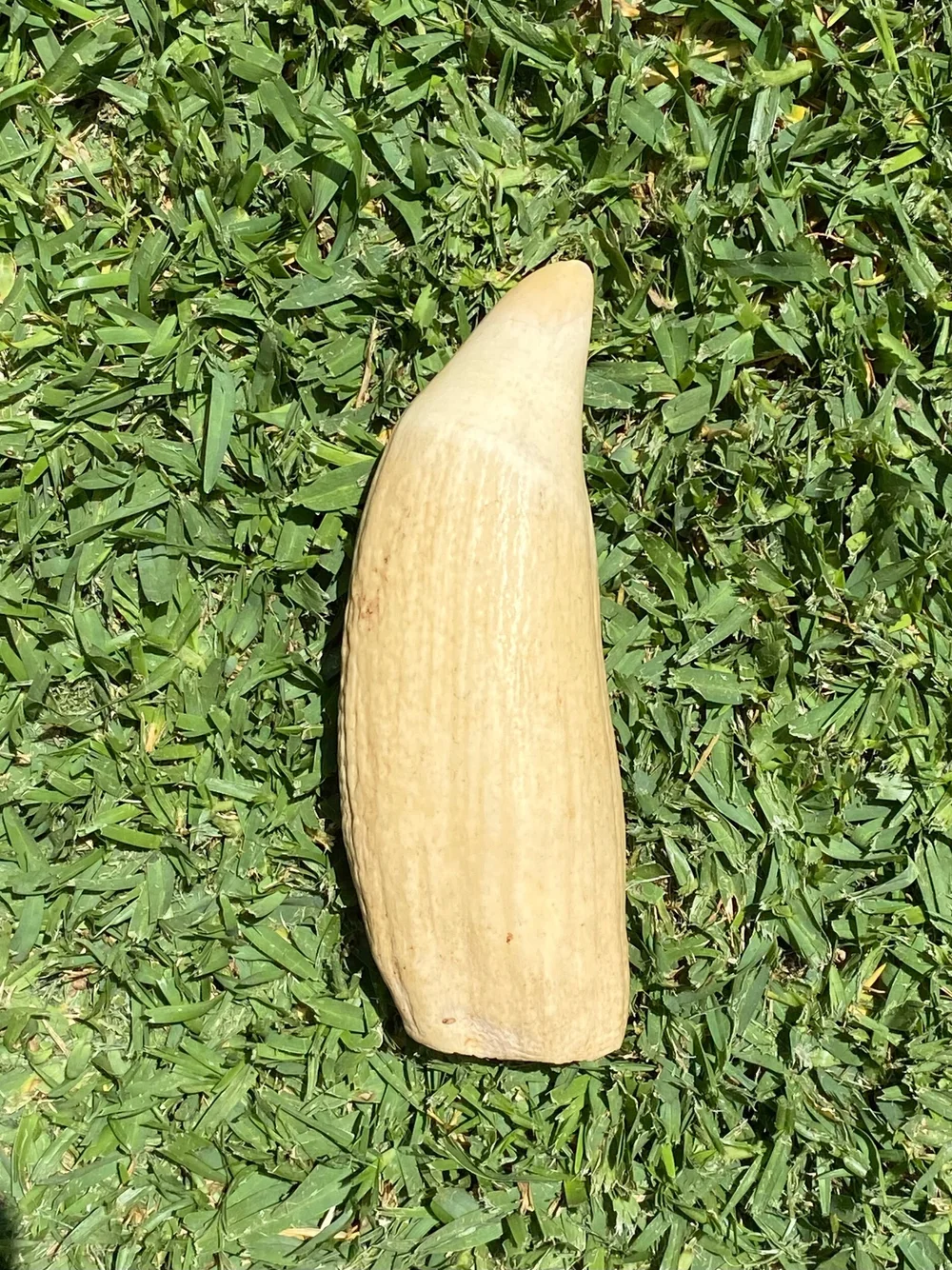 ABAA0950-257B-47A8-8E74-8761B0978CB3 Antique Sperm Whale Tooth