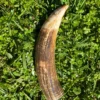 antique Sperm Whale tooth
