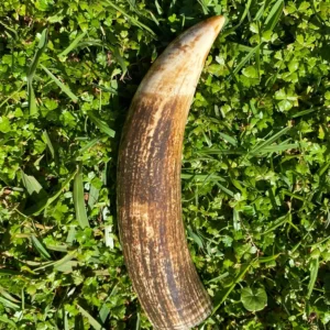 antique Sperm Whale tooth