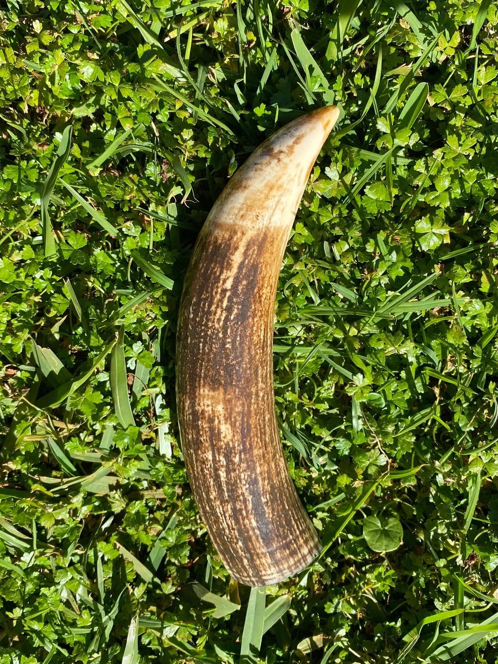 AC97FA63-9E43-4FB8-A0DF-4C715FFA5BE0 antique Sperm Whale tooth