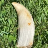 Sperm Whale Tooth