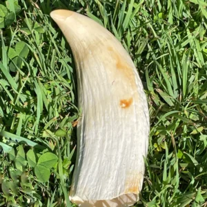 Sperm Whale Tooth