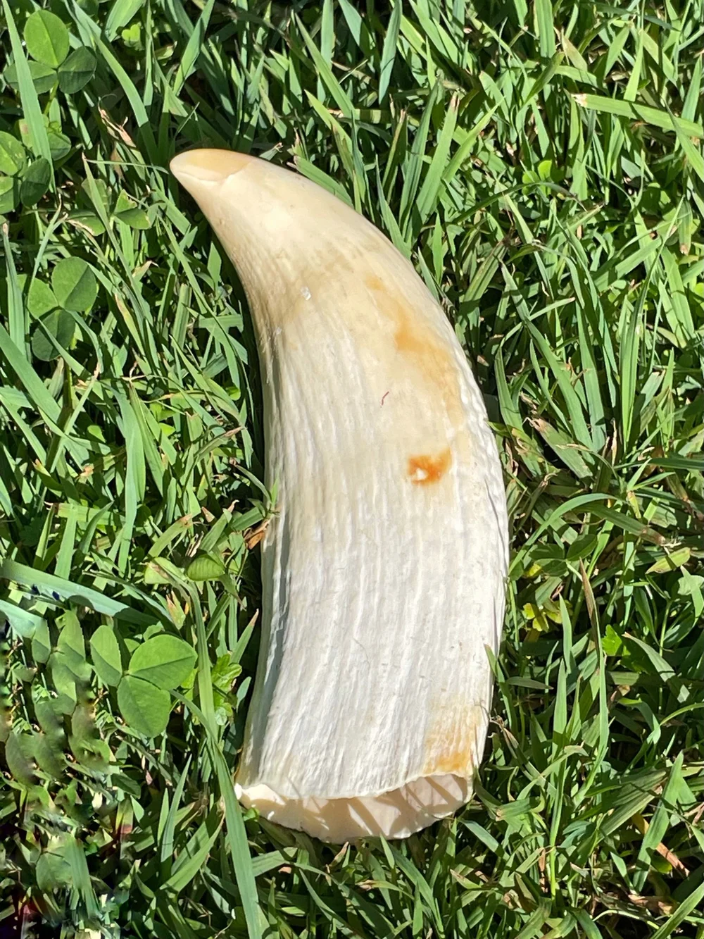 ACFAC48C-2C62-4D47-9B8D-4E7480DD4F4C (1) Sperm Whale Tooth
