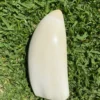Antique Polished Sperm Whale Ivory Tooth