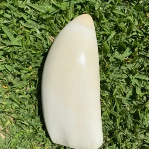 Antique Polished Sperm Whale Ivory Tooth