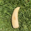 Whale Tooth Ivory