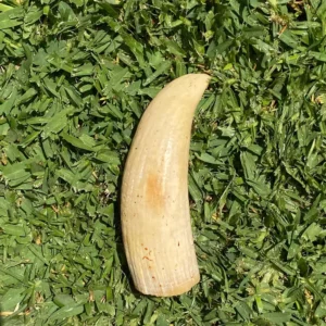 Whale Tooth Ivory