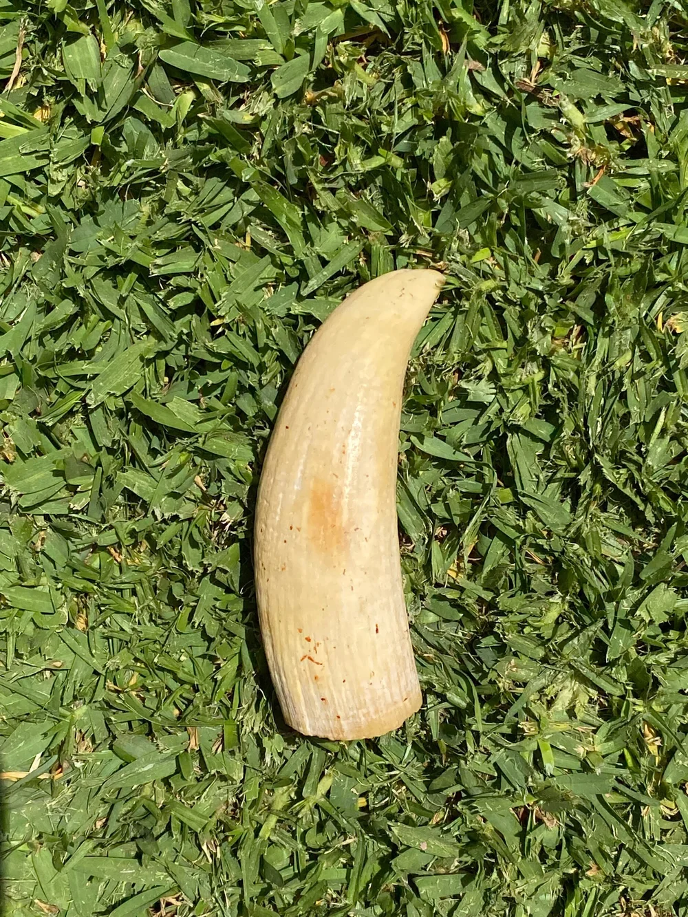 CFDF059D-D31F-4237-9924-C03C5C949EB8 Whale Tooth Ivory
