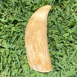 Antique Sperm Whale Tooth