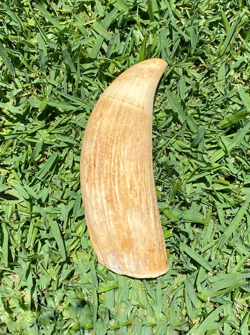 DC439A51-4E04-407D-AEFD-FEA38B1F1682 Antique Sperm Whale Tooth