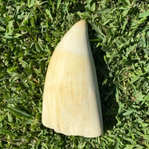 Genuine Sperm Whale Ivory Tooth
