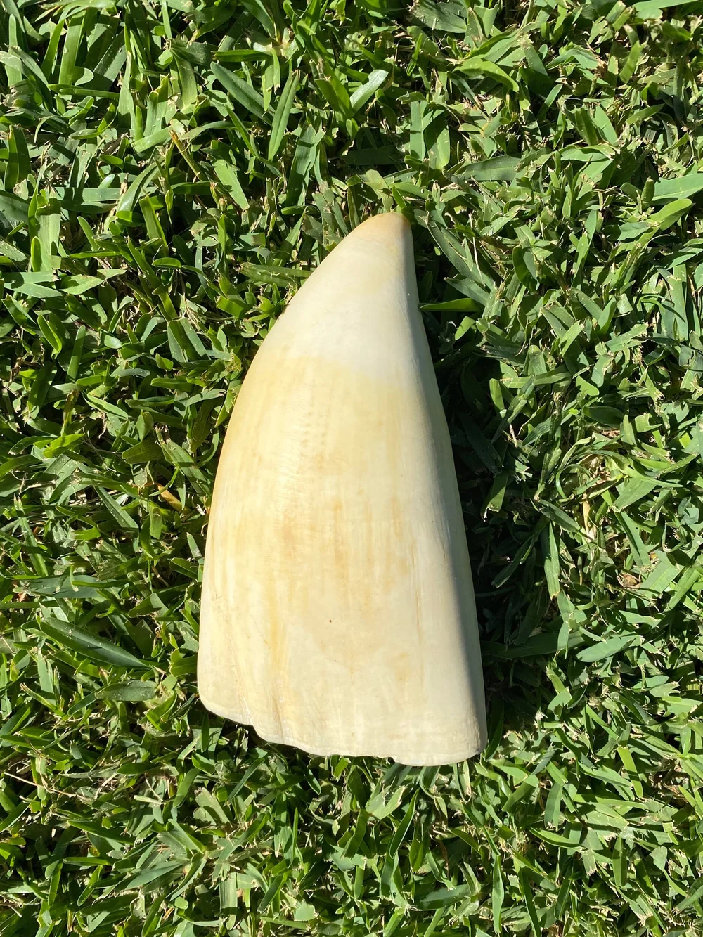 E6ACBC2C-BF0B-4CA8-9816-88B2B2967644 Genuine Sperm Whale Ivory Tooth