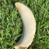 Polished Vintage Sperm Whale Ivory