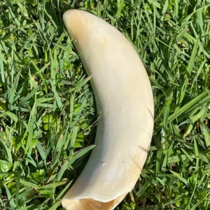 Polished Vintage Sperm Whale Ivory