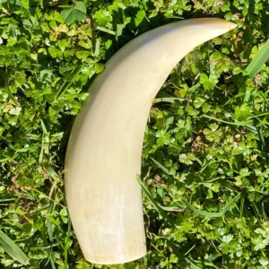 Polished Sperm Whale Ivory
