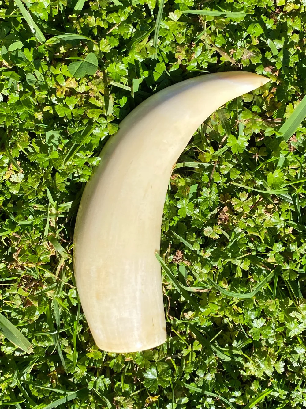 F317E964-A4CA-4DEB-A998-7B3380E5E2F9 Polished Sperm Whale Ivory