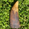 Whale Tooth