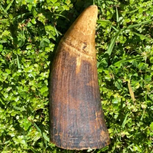Whale Tooth